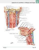 Frank H. Netter, MD - Atlas of Human Anatomy (6th ed ) 2014, page 92